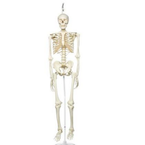 Mô hình Bộ xương người treo đứng - 3B